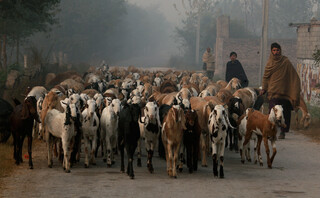 Κοπάδι με ζώα στο Πακιστάν