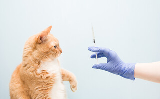 Εμβόλιο σε γάτα