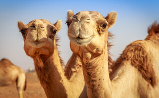 Καμήλες στην Αραβία