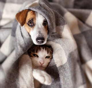 Σκύλος και γάτα μέσα σε κουβέρτα