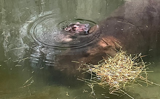 Ιπποπόταμος σε ζωολογικό κήπο στο Σινσινάτι
