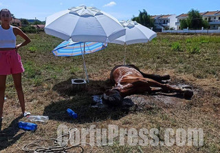 Βασανιστικός θάνατος για άλογο στο Σιδάρι, χωρίς νερό, κάτω απ΄ τον ήλιο