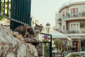 Η Δυσκολία της Περπατήματος στην Πλάκα: Πεζοί και Αυτοκίνητα σε Σύγκρουση