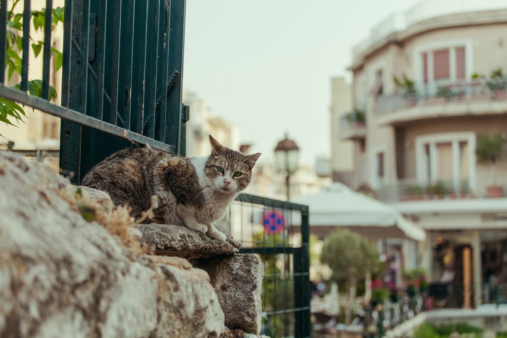 Η Δυσκολία της Περπατήματος στην Πλάκα: Πεζοί και Αυτοκίνητα σε Σύγκρουση